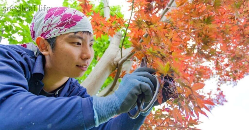 Pruning and Shaping