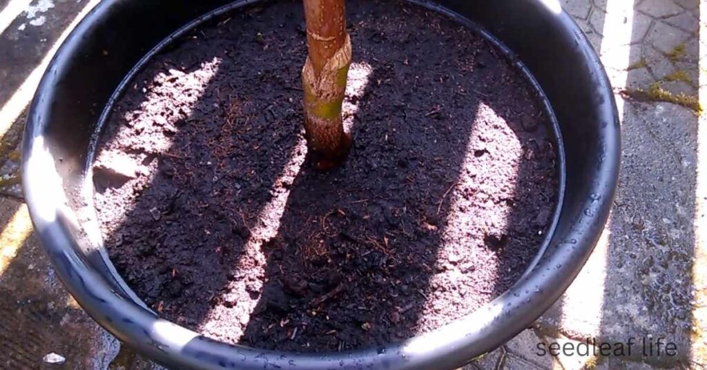 Prepare the Best Soil Mix