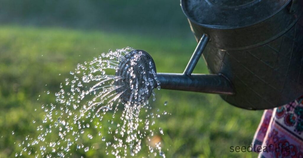 Watering Schedule