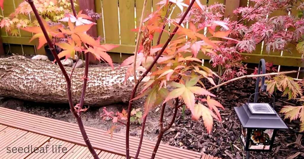 Japanese Acer in Pot