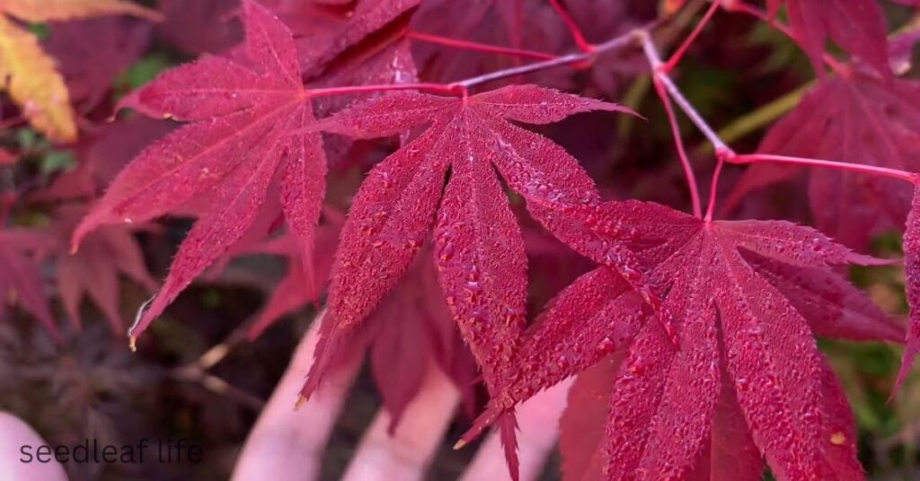 Japanese Acer in pot