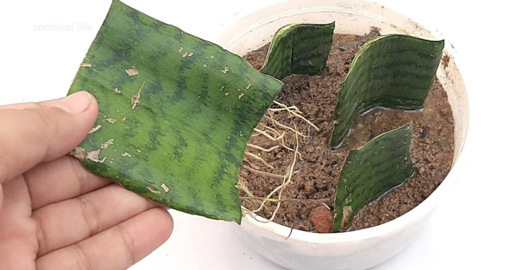 Propagate Snake Plant