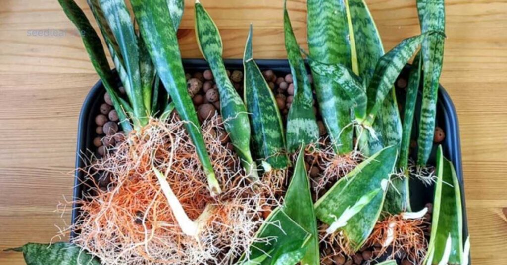 Time to Propagate Snake Plant
