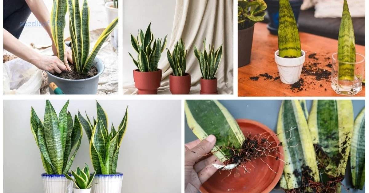 Propagate Snake Plant: 3 Easy Ways for Indoor Gardening