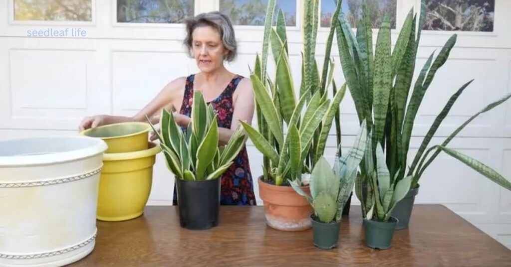 Care for Snake Plant After Propagation