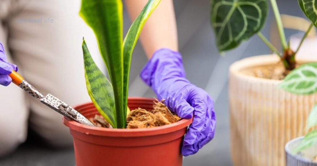 Mistakes to Avoid While Propagating Snake Plant
