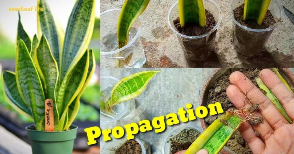 Methods to Propagate Snake Plant