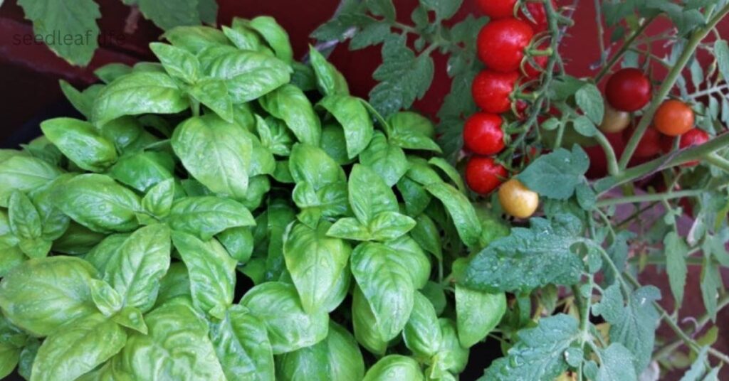 tomato companion plants