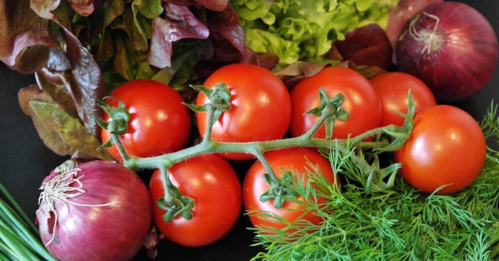 tomato companion plant 