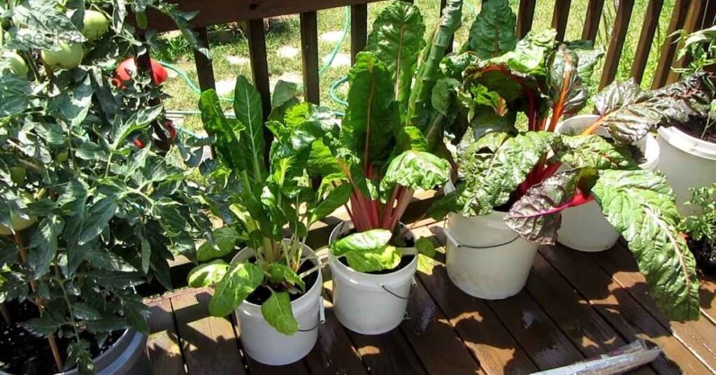 tomato companion plant