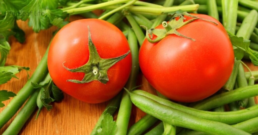 tomato companion plant