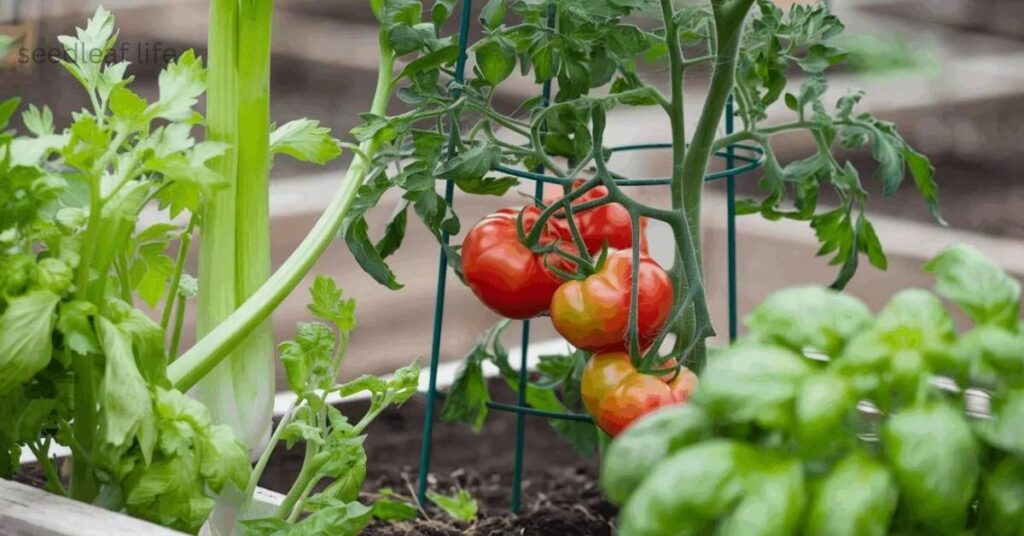  tomato companion plant