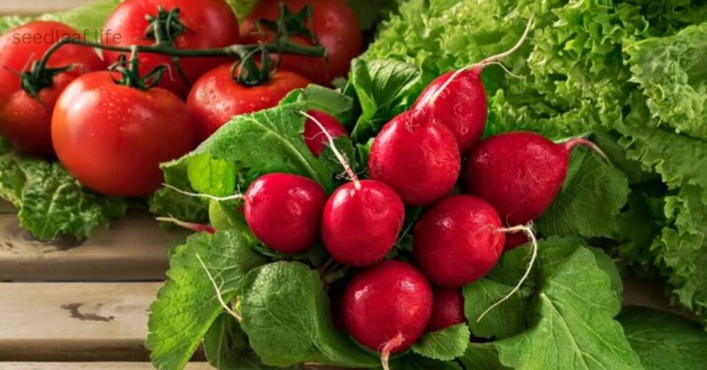 tomato companion plant