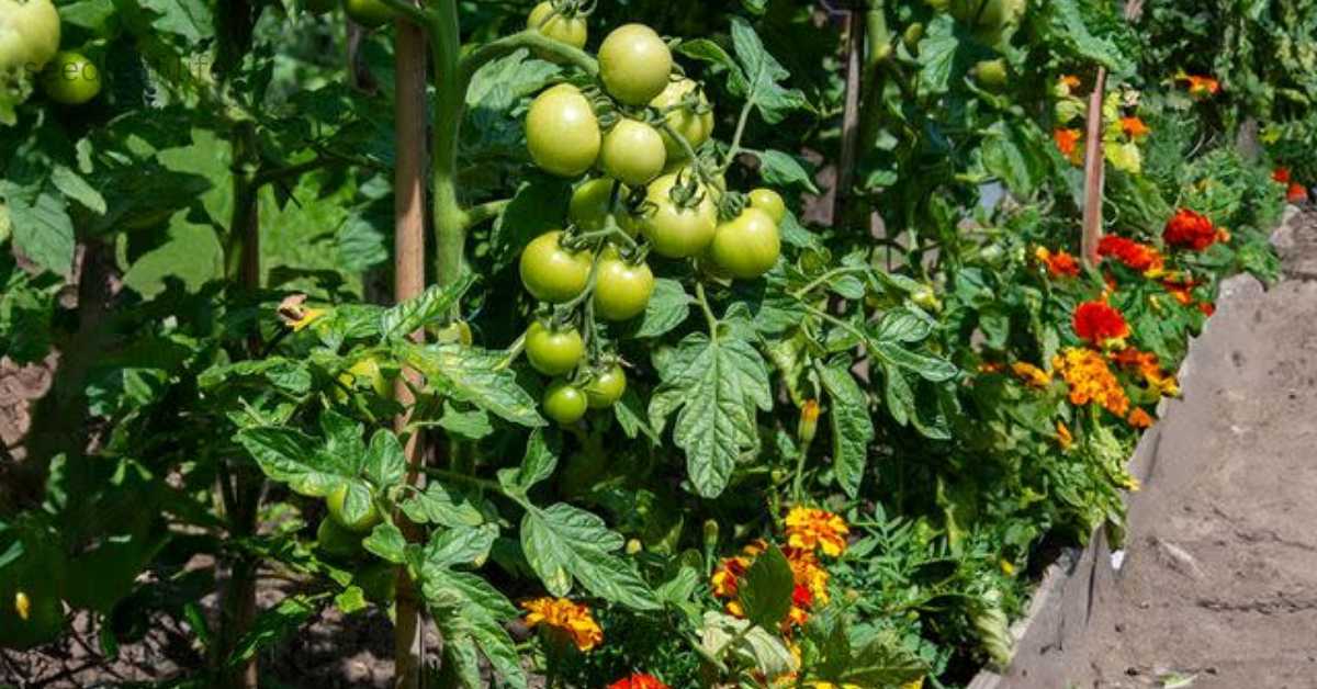 Top 10 Tomato Companion Plants to Boost Harvest Worldwide