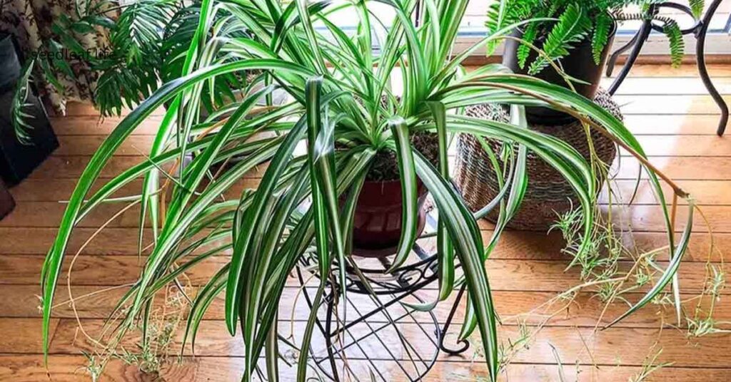 Are Spider Plants Toxic to Dogs?