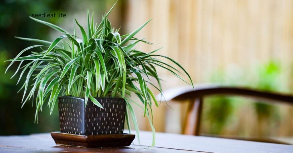 Are Spider Plants Toxic to Dogs?