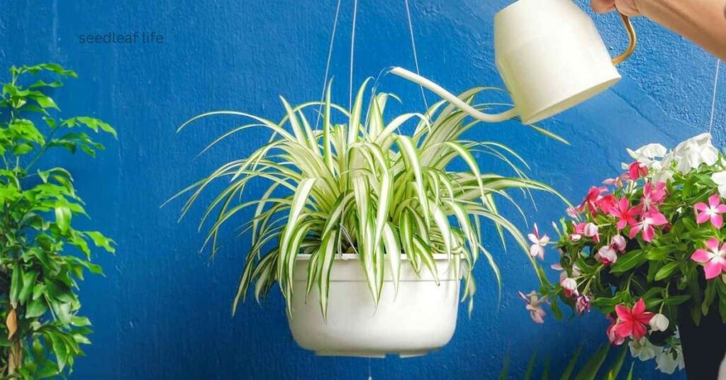 Are Spider Plants Toxic to Dogs?