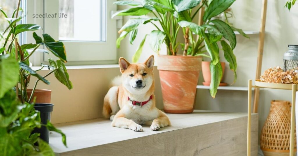 pet-friendly spider plants