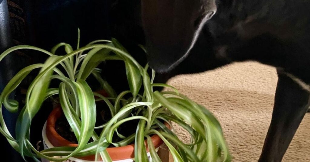 Are Spider Plants Toxic to Dogs?