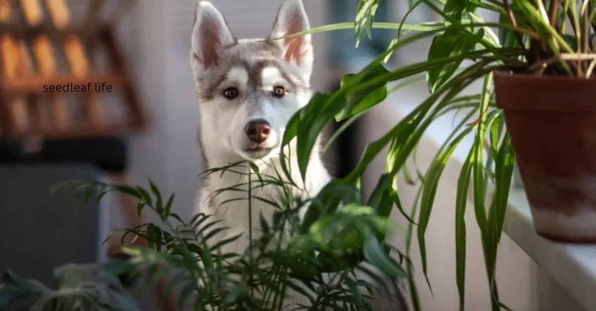 Are Spider Plants Toxic to Dogs? 5 Safety Tips for Pet Parents 2025