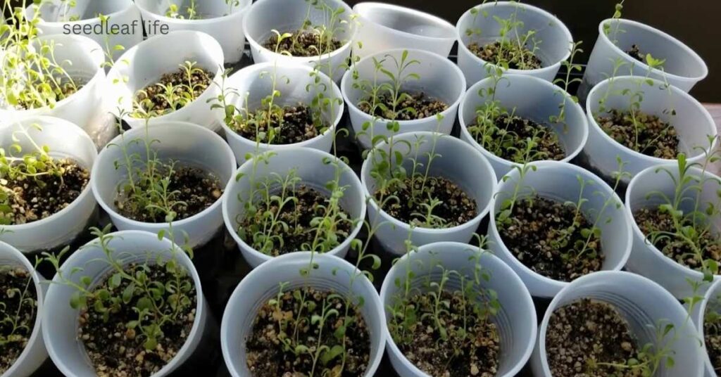 Step-by-Step Guide to learn how to plant lavender seed