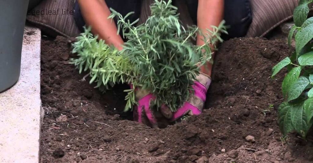 how to plant lavender seeds