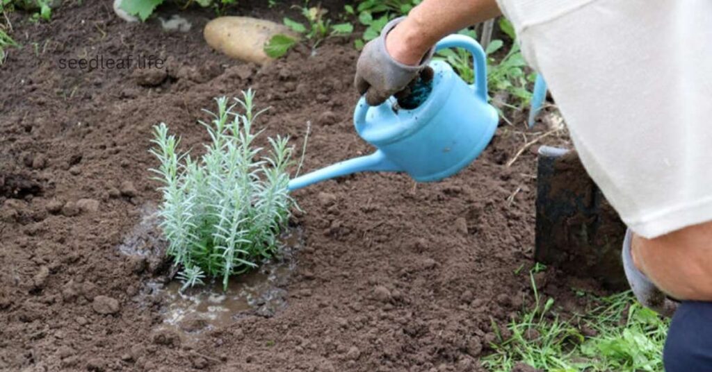 How to Care for Lavender