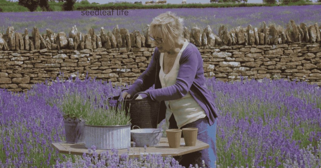 Why Grow Lavender from Seed?