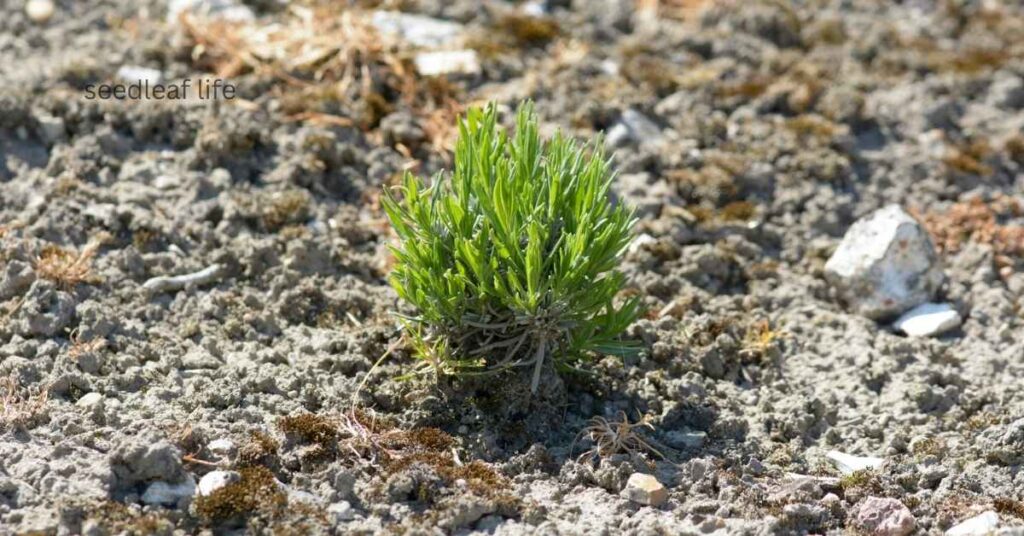Common Problems When Growing Lavender from Seeds