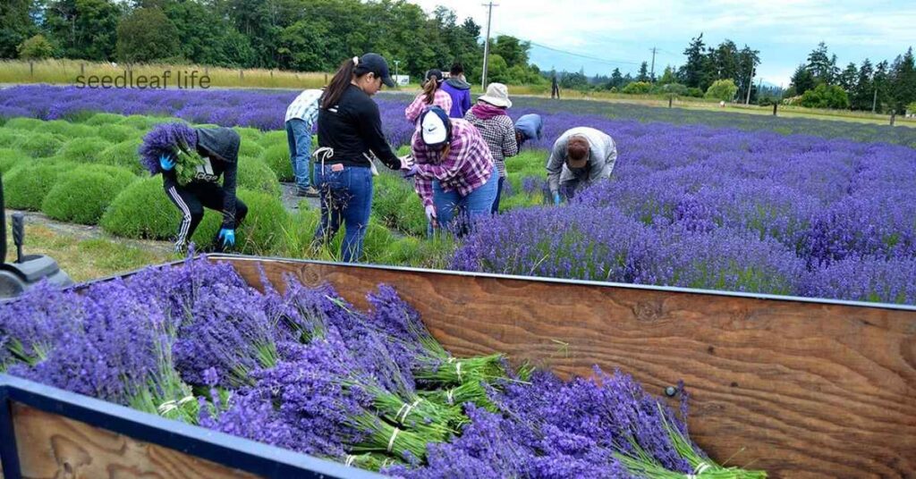 Harvesting and Using Lavender