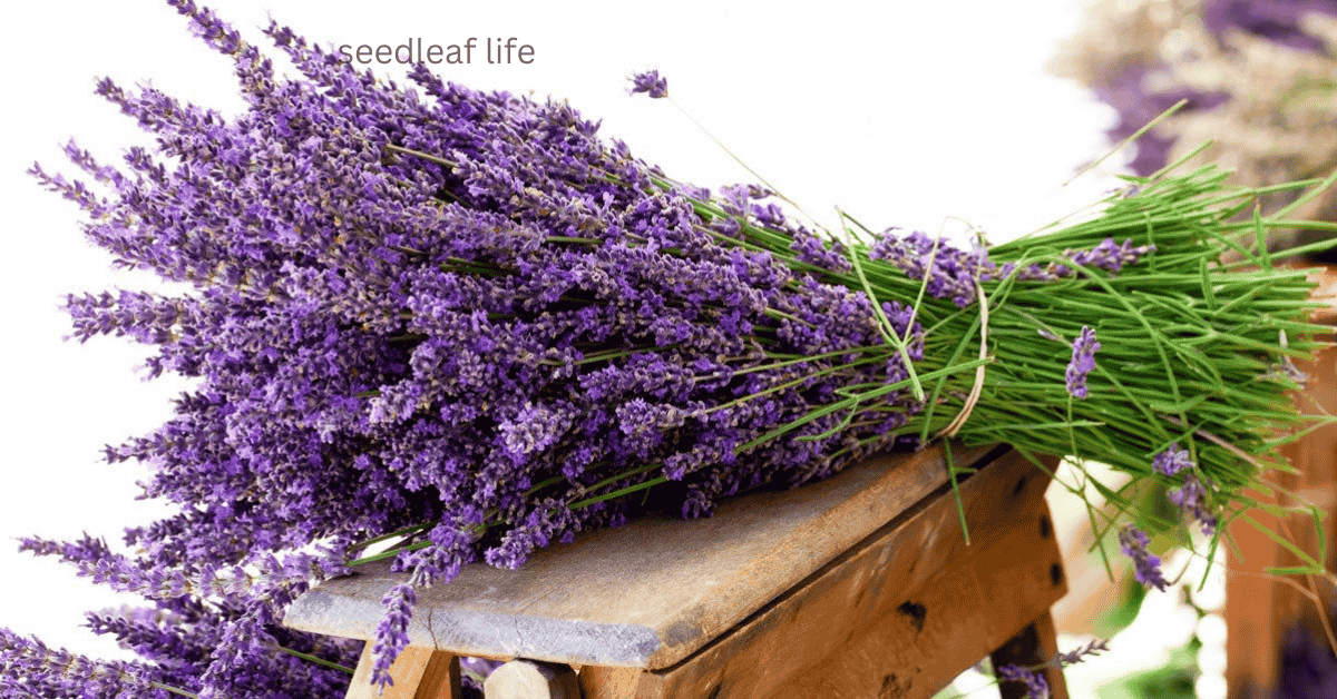 7 Proven Tips on How to Plant Lavender Seed and Care for It