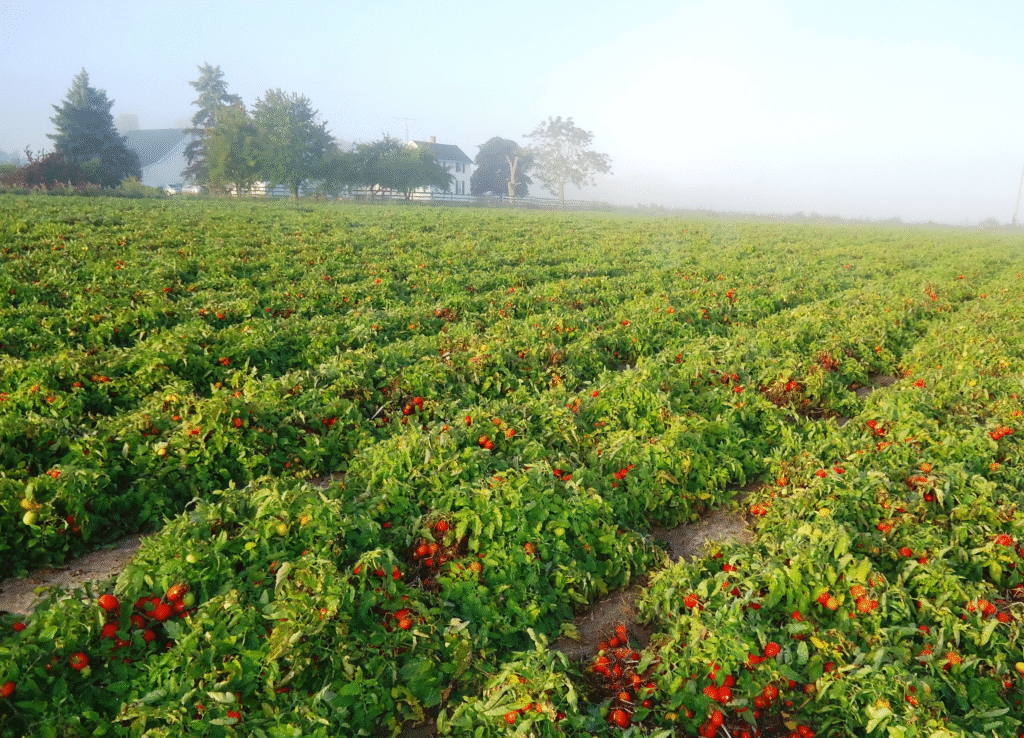 Determinate tomatoes
