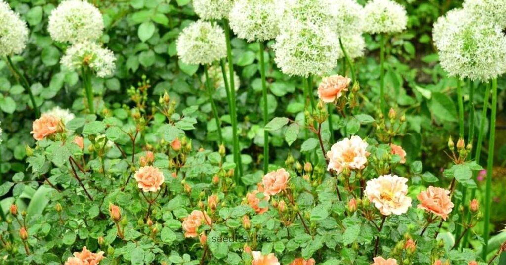 natural garden pest control