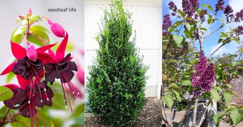 plants to avoid with roses