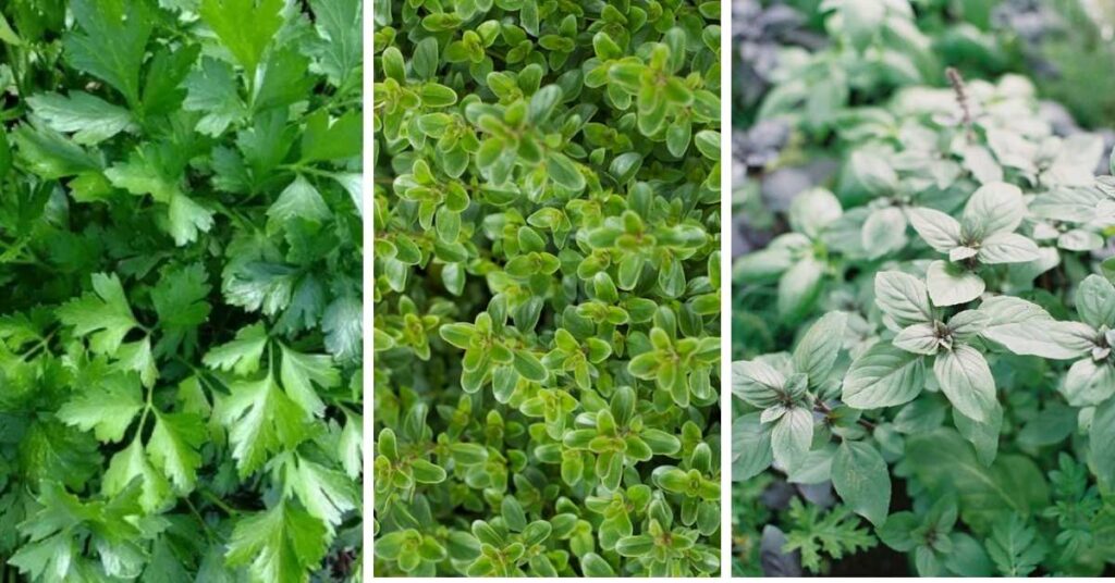 herbs that protect roses