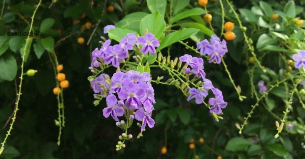 Sky Flower Plant