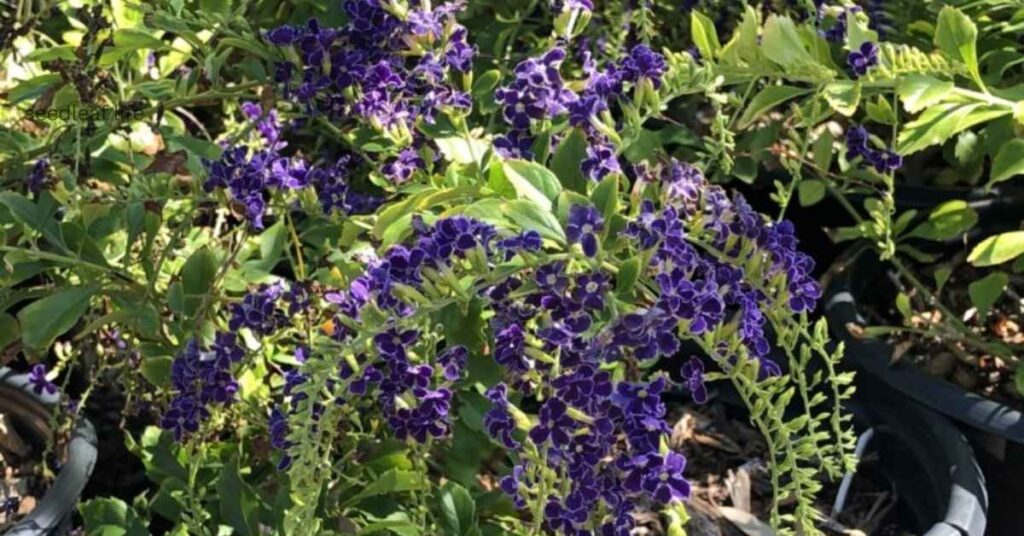 Duranta erecta