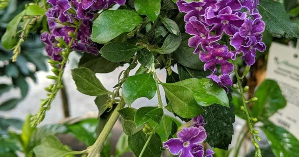 Duranta erecta growing in warm climate