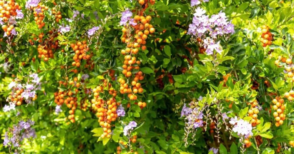 Gardener pruning Sky Flower Plant for shape