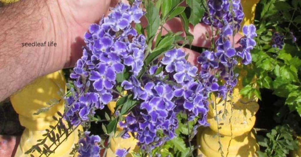 Duranta erecta worldwide