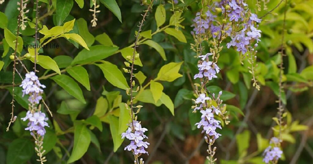 Sky Flower Plant benefits