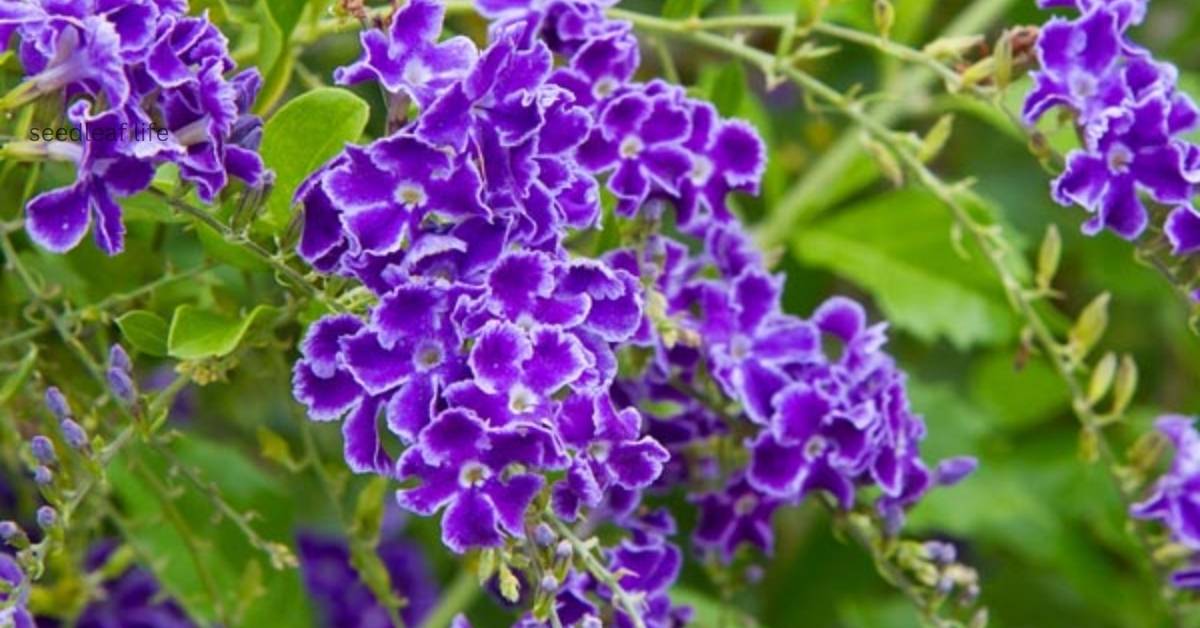 Sky Flower Plant: Complete Guide to Care, Benefits, and Growth
