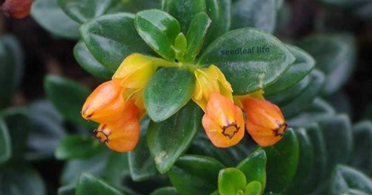 5 Amazing Goldfish Plant Care Secrets You Must Know