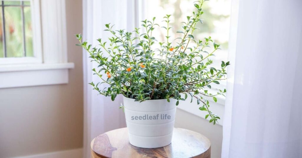 goldfish plant care guide, how to grow goldfish plant indoors,