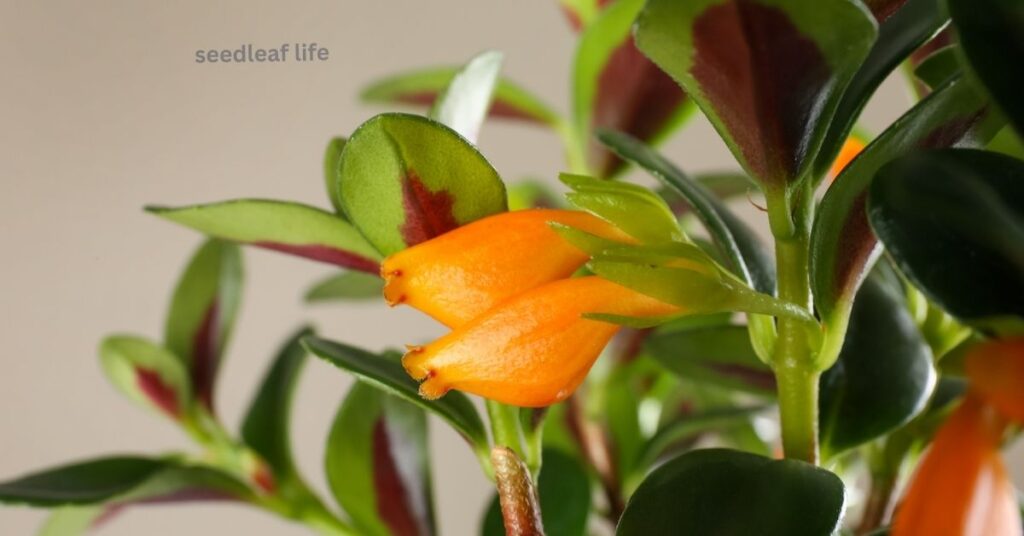 goldfish plant care guide, how to grow outdoor goldfish plant care tips