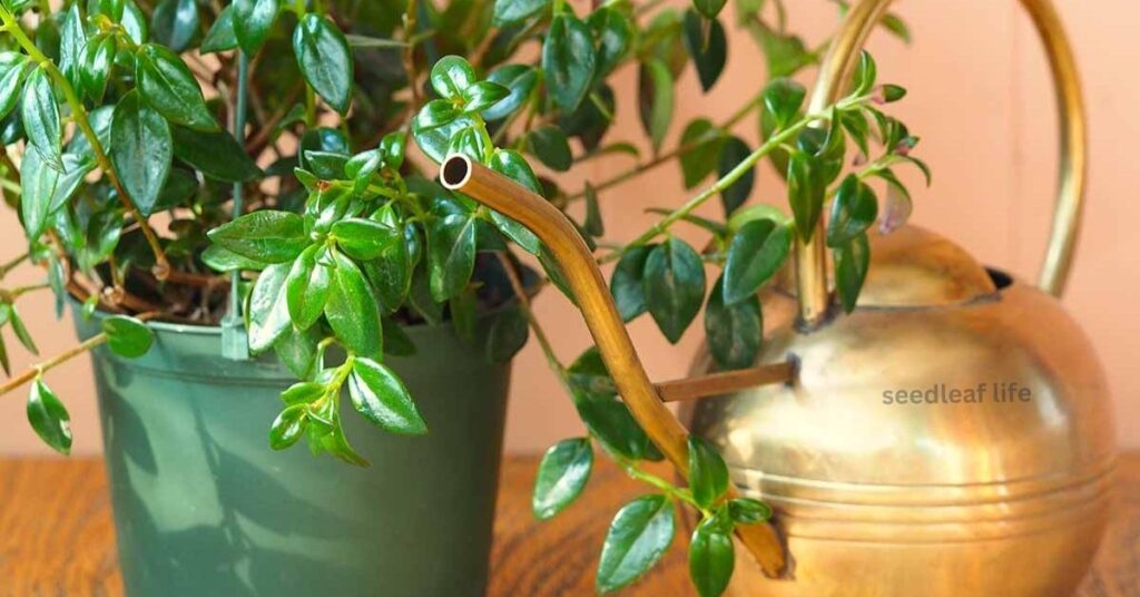 goldfish plant watering tips, how often to water goldfish plant,