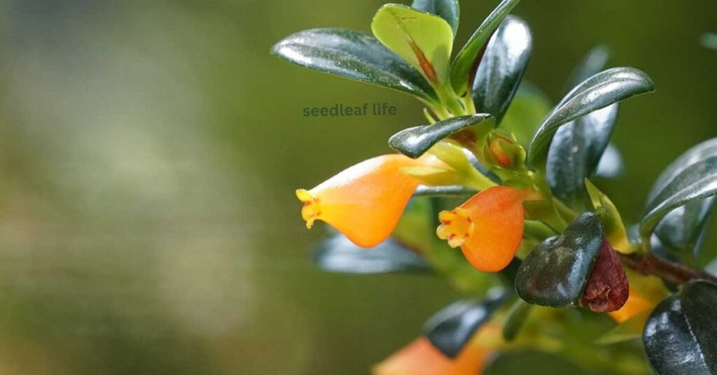 Goldfish Plant Care: Fertilizer and Pruning Tips