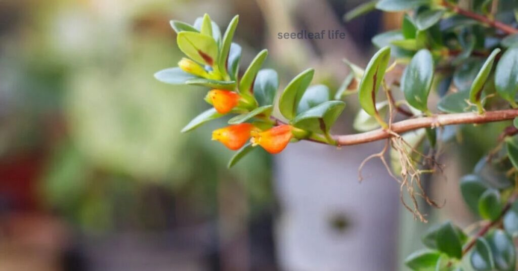 Goldfish Plant Care in Winter & Common Problems