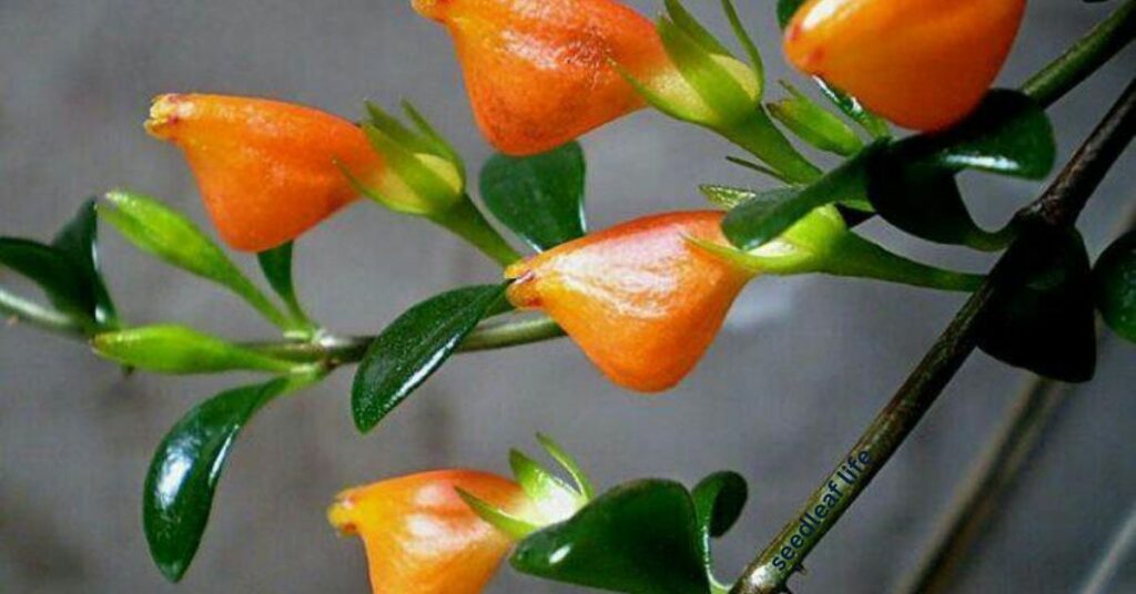 Goldfish Plant Benefits and Varieties