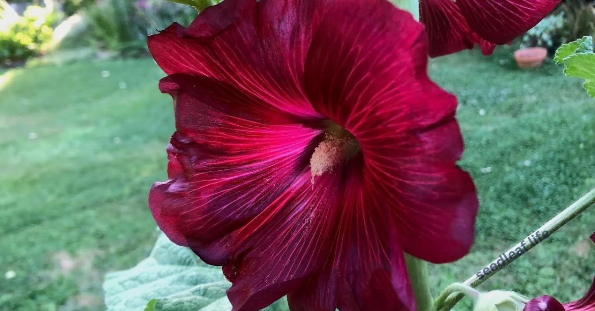 5 Easy Ways to Grow Hollyhock Seed from Plant